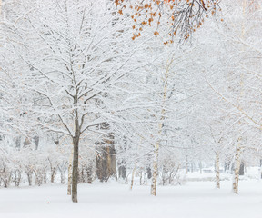 Beautiful winter landscape.Trees under  snow