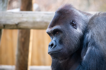 Portrait d'un gorille des plaines