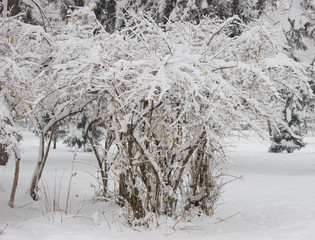 Bush in a park covered with snow, winter scene