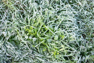 Morning hoar frost on the grass. Winter nature background. Top view close up