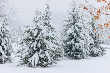 Winter landscape.Green spruces covered with snow