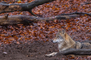 Grauwolf (Canis lupus)