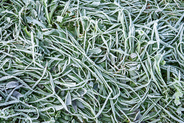 Morning hoar frost on the grass. Winter nature background. Top view close up