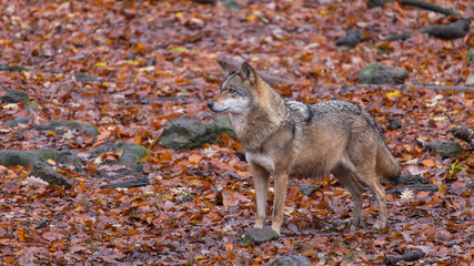 Grauwolf (Canis lupus)