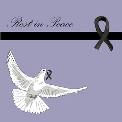 Rest in Peace. Flying pigeon with black ribbon on lila background. Vector illustration of white pigeon flying. RIP
