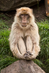 Berberaap zit op de uitkijk