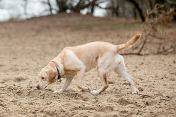Speuren in het zand (Labrador)