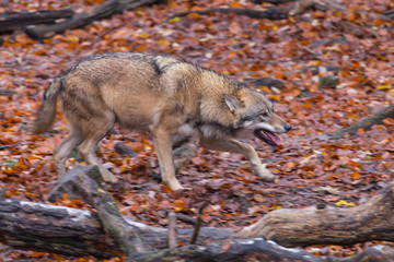 Grauwolf (Canis lupus)