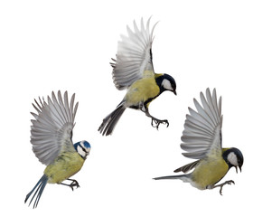 photo of three tits in flight