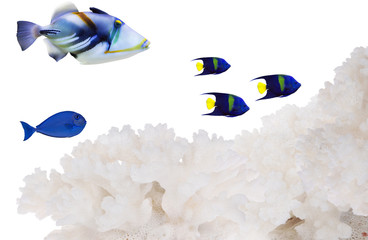 blue fishes near light coral isolated on white