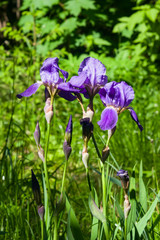 Iris Germanica, purple flowers and bud on stem at flowerbed closeup, selective focus, shalow DOF