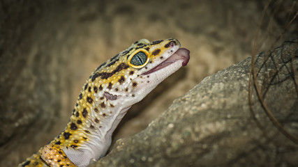 Leopard gecko lizard, close up macro. Cute Leopard gecko portrait (Eublepharis macularius).