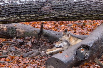 Grauwolf (Canis lupus)