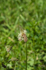 Plantago Lanceolata, Ribwort, English, Buckhorn or Narrowleaf Plantain flower macro with bokeh background, selective focus, shallow DOF