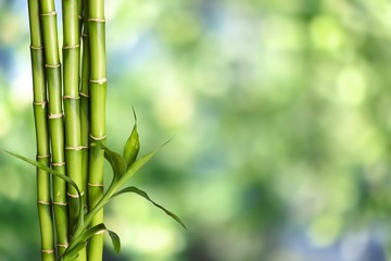 Fototapeta premium Many bamboo stalks on blurred background
