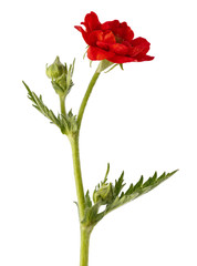 Blooming flowers Papaver orientale. The plant is photographed close-up isolated on a white background.