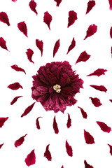 Top view of a floral pattern of peony petals. Composition of flowers on a white background made by hand. Photographed close-up.