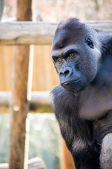 Portrait d'un gorille des plaines