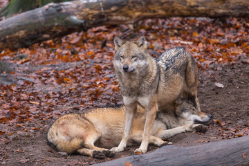 Grauwolf (Canis lupus)