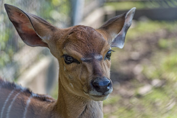 Close-up of deer's head © stockovari