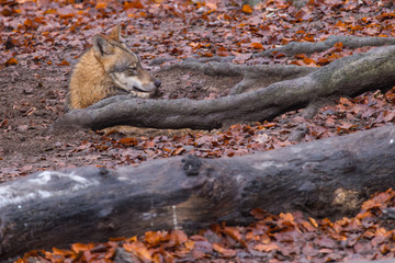 Grauwolf (Canis lupus)