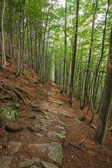 A stone-paved path climbs into a coniferous forest in the mountains.