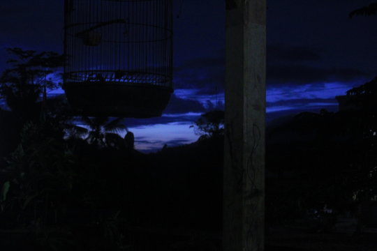 sangkar burung di pagi hari