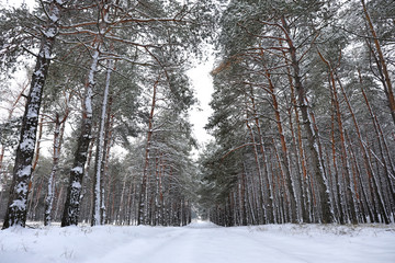 View of beautiful forest on winter day
