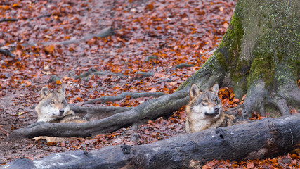 Grauwolf (Canis lupus)