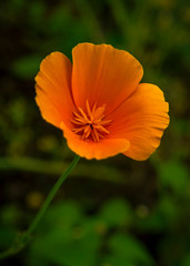 Pretty orange color California poppy flower