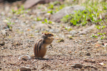 Squirrels are eating food on the ground.