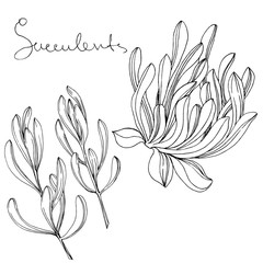 Vector Succulent floral botanical flower. Black and white engraved ink art. Isolated succulents illustration element.