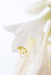 Blooming flowers Hosta. Perennial plant on a white background.
