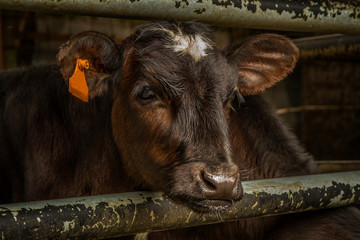 A calf is waiting for a bottle of milk 