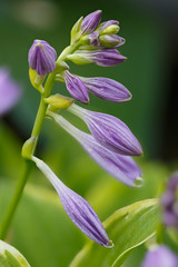 Blooming bud of the perennial flower Hosta in the summer garden.