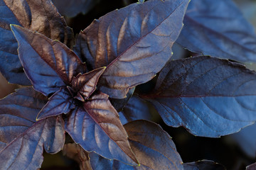 Basil in the summer in a vegetable garden.