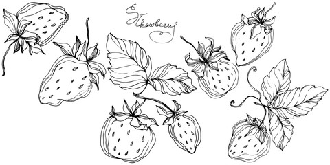 Vector Strawberry fruits. Black and white engraved ink art. Isolated strawberry illustration element. - 243650205