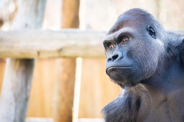 Portrait de gorille des plaines