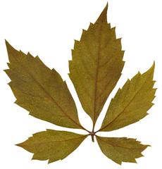 Dry leaf from herbarium isolated on white background.