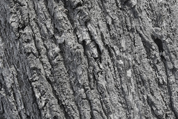 Bark on a tree closeup