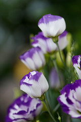 Fototapeta premium Eustoma flower in the summer garden.
