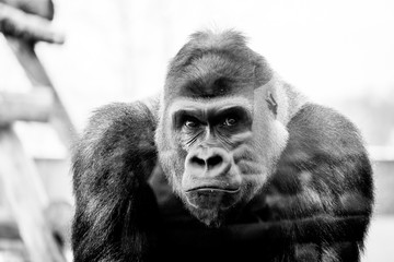 Portrait d'un gorille des plaines