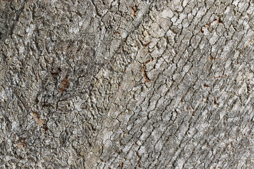 Bark on a tree closeup