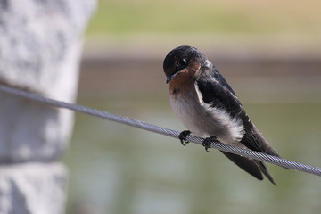 Swallow sits