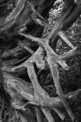 Big tree roots branches in Black an white picture