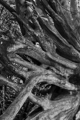 Big tree roots branches in Black an white picture
