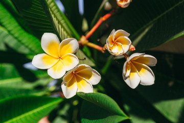 Tropical flowers frangipani (plumeria) yellow and white.
