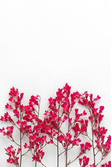 Red blooming flower Heuchera on a white background background.