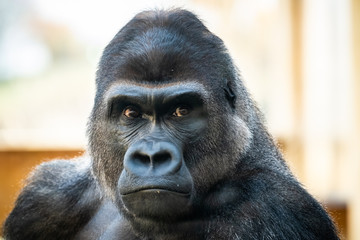 Portrait d'un gorille des plaines