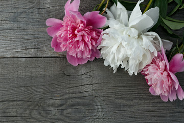 A bouquet of pink and white blooming peony flower on the background of the old boards with texture.